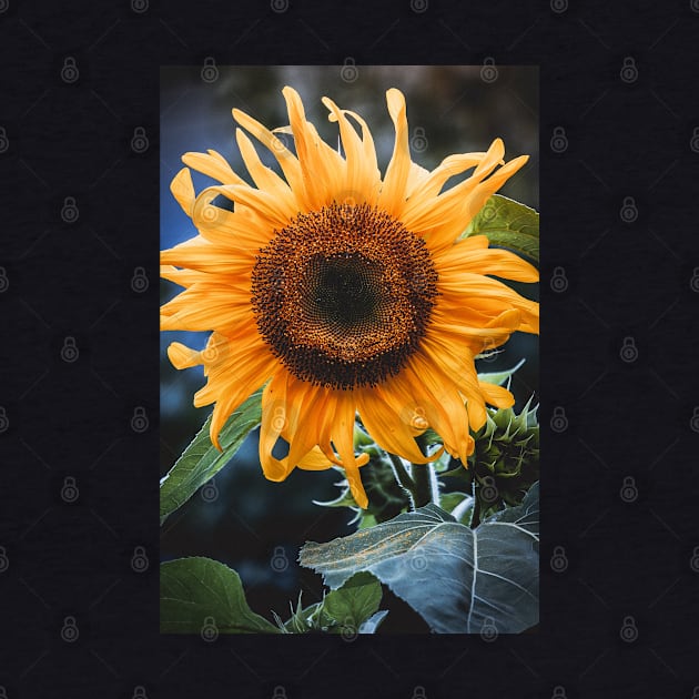 Sunday Sunflower Photograph by love-fi